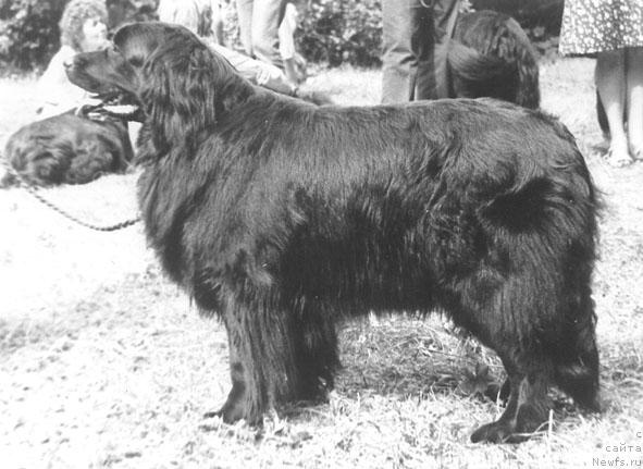 Фото: ньюфаундленд Amavi YElfa (Амави Элфа)