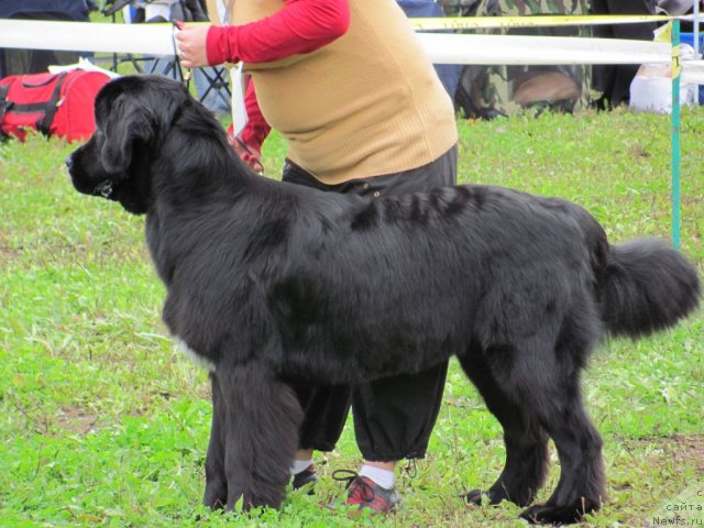 Фото: ньюфаундленд Dar Svezy Unika Sagitta (Дар Свезы Юника Сагитта)
