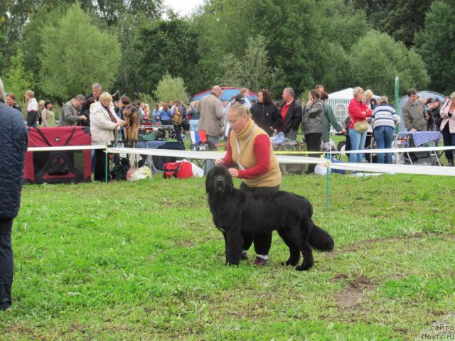 Фото: ньюфаундленд Dar Svezy Unika Sagitta (Дар Свезы Юника Сагитта)