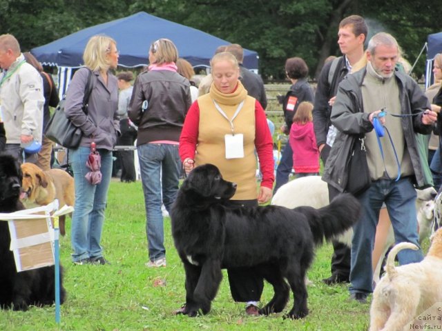 Фото: ньюфаундленд Dar Svezy Unika Sagitta (Дар Свезы Юника Сагитта)