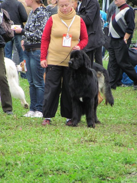 Фото: ньюфаундленд Dar Svezy Unika Sagitta (Дар Свезы Юника Сагитта)