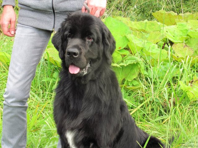 Фото: ньюфаундленд Dar Svezy Unika Sagitta (Дар Свезы Юника Сагитта)