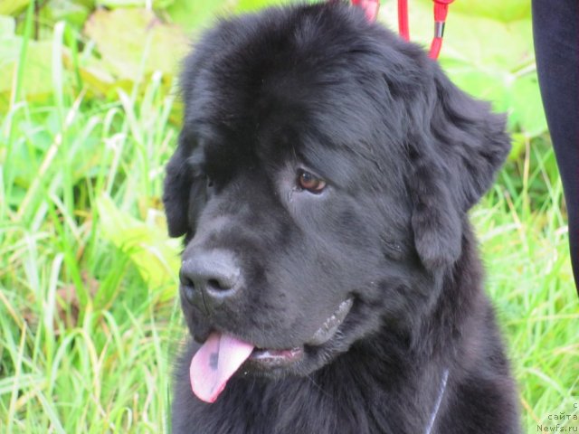 Фото: ньюфаундленд Dar Svezy Uriel Korona Borealis (Дар Свезы Юриель Корона Бореалис)