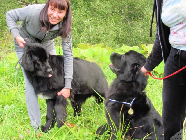 Фото: ньюфаундленд Dar Svezy Unika Sagitta (Дар Свезы Юника Сагитта), ньюфаундленд Dar Svezy Uriel Korona Borealis (Дар Свезы Юриель Корона Бореалис)