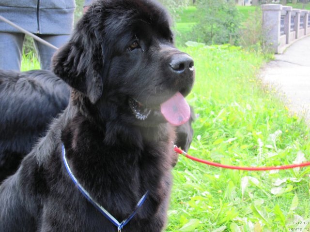 Фото: ньюфаундленд Dar Svezy Uriel Korona Borealis (Дар Свезы Юриель Корона Бореалис)