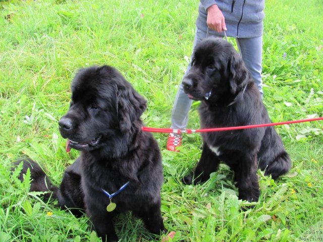 Фото: ньюфаундленд Dar Svezy Uriel Korona Borealis (Дар Свезы Юриель Корона Бореалис), ньюфаундленд Dar Svezy Unika Sagitta (Дар Свезы Юника Сагитта)