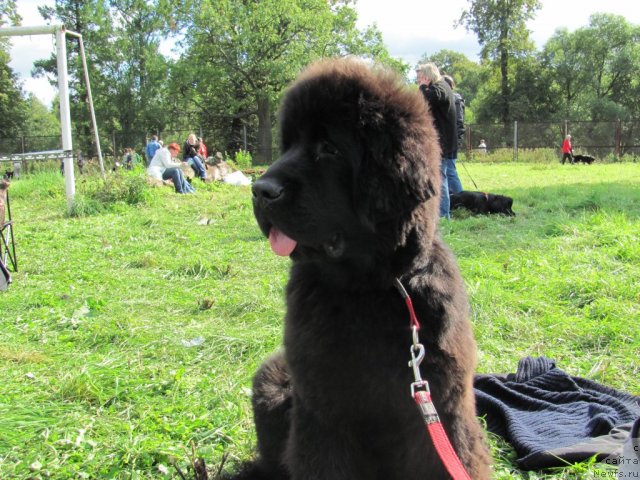 Фото: ньюфаундленд Beguschaya po Volnam Dancing Queen (Бегущая по Волнам Дансинг Квин)