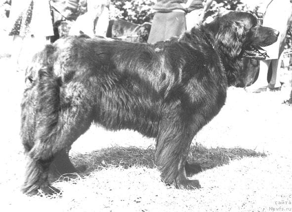 Фото: ньюфаундленд Ceggi Krada (Цегги Крада)