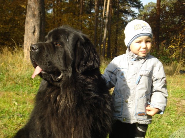 Фото: ньюфаундленд Akvatoriya Kelvin Maksim (Акватория Келвин Максим), Сан Саныч