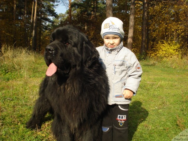 Фото: ньюфаундленд Akvatoriya Kelvin Maksim (Акватория Келвин Максим), Сан Саныч