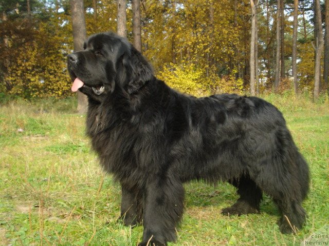 Фото: ньюфаундленд Akvatoriya Kelvin Maksim (Акватория Келвин Максим)