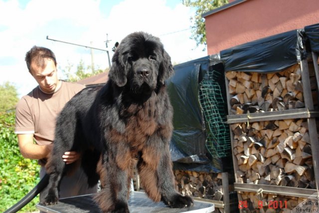 Фото: ньюфаундленд Sent Djons Handsel for Me (Сент Джонс Хендсел фо Ми)