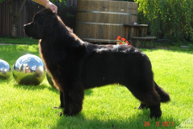 Фото: ньюфаундленд Sent Djons Handsel for Me (Сент Джонс Хендсел фо Ми)