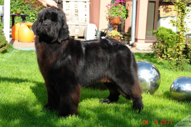 Фото: ньюфаундленд Sent Djons Handsel for Me (Сент Джонс Хендсел фо Ми)