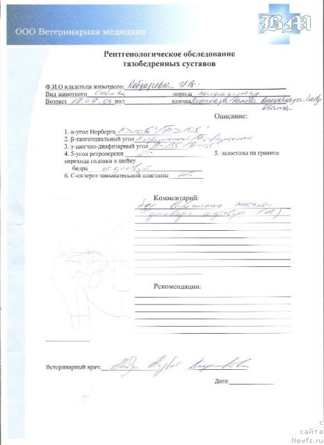 Фото: ньюфаундленд Plushevaya Panda Roskoshnaya Lady Diana (Плюшевая Панда Роскошная Леди Диана)