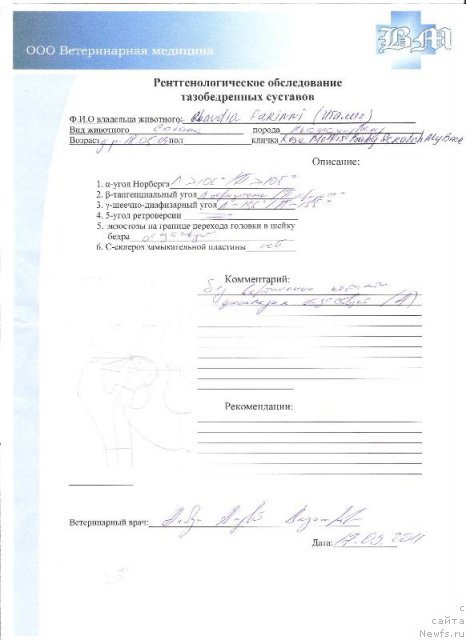 Фото: ньюфаундленд Rosa Mollis Baby Scratch My Back