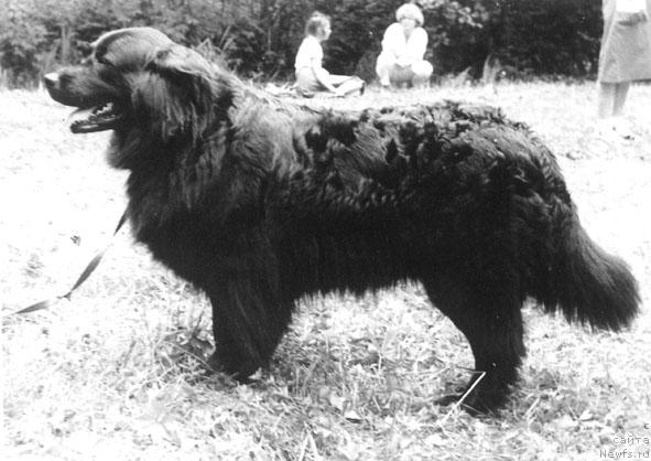 Фото: ньюфаундленд Floko Tutiya (Флоко Тутия)