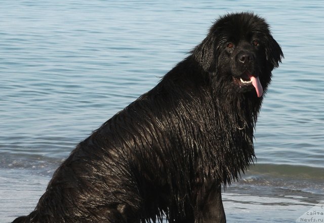 Фото: ньюфаундленд Osoba Statnaya iz Medvej'ego YAra (Особа Статная из Медвежьего Яра)