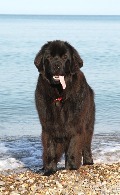 Фото: ньюфаундленд Osoba Statnaya iz Medvej'ego YAra (Особа Статная из Медвежьего Яра)