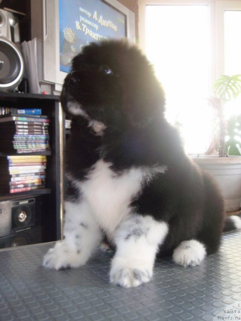 Фото: кобель 50 дней от, ньюфаундленд Vesnushka na Shastie (Веснушка на Счастье)