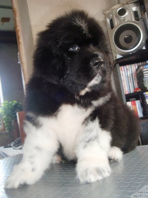 Фото: кобель, ньюфаундленд King of Helluland I'm Precious, ньюфаундленд Vesnushka na Shastie (Веснушка на Счастье)