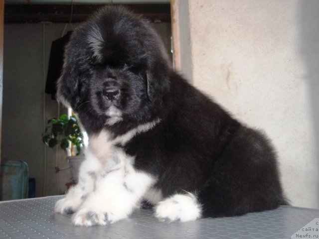 Фото: [d4923]
кобель