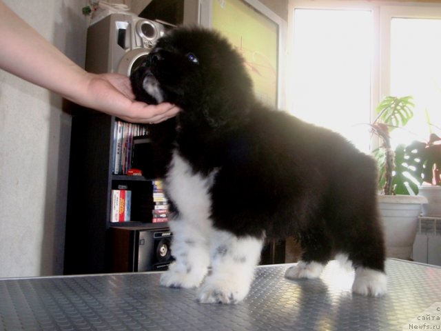 Фото: кобель от, ньюфаундленд King of Helluland I'm Precious, ньюфаундленд Vesnushka na Shastie (Веснушка на Счастье)