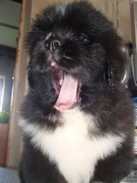 Фото: ньюфаундленд Vesnushka na Shastie (Веснушка на Счастье)