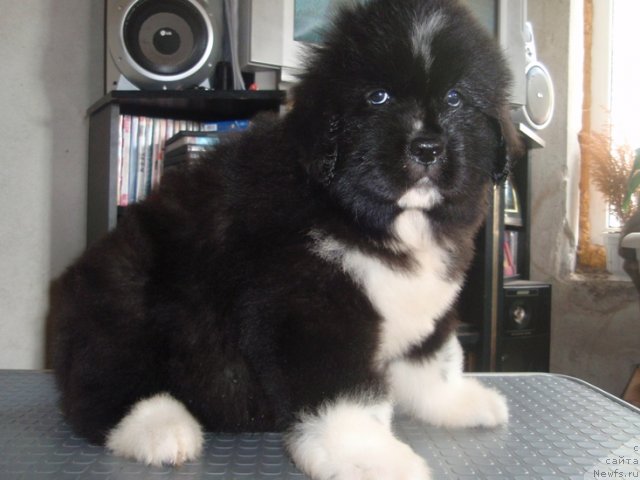 Фото: девочка от, ньюфаундленд King of Helluland I'm Precious, ньюфаундленд Vesnushka na Shastie (Веснушка на Счастье)