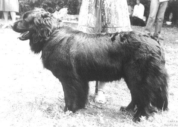 Фото: ньюфаундленд YUstanen Unika (Юстанен Уника)