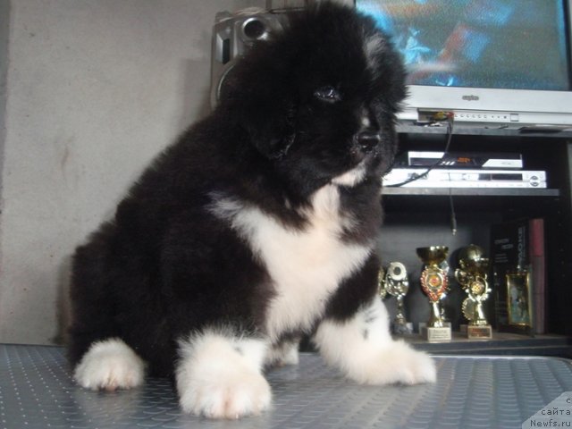 Фото: девочка от, ньюфаундленд King of Helluland I'm Precious, [d4923]
50 дней