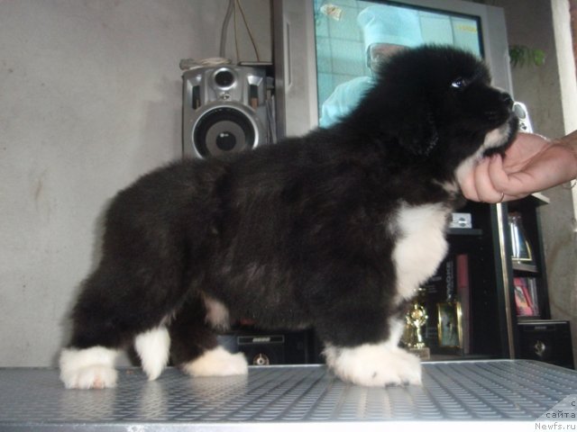 Фото: дочь, ньюфаундленд King of Helluland I'm Precious, ньюфаундленд Vesnushka na Shastie (Веснушка на Счастье)