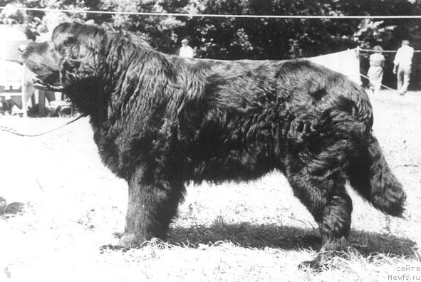 Фото: ньюфаундленд Orro (Орро)