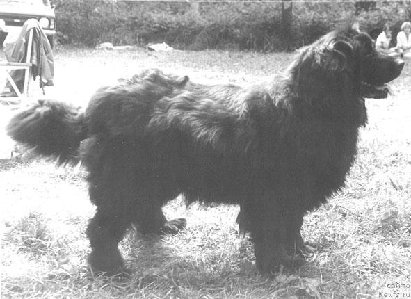 Фото: ньюфаундленд Simona (Симона)