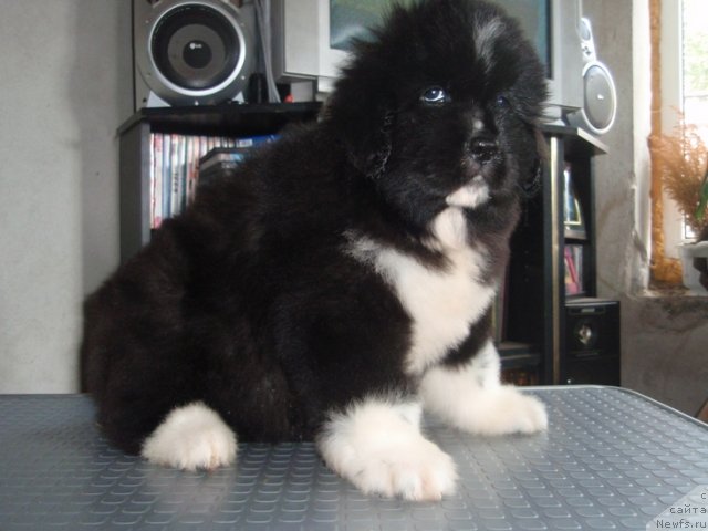 Фото: Кипер Соул Литл Энджел
50 дней.
Дочь, [d4923] и Алекса