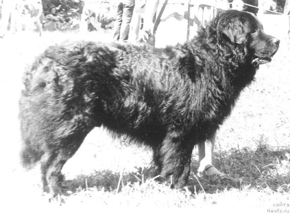 Фото: ньюфаундленд Ceggi Kondor (Цегги Кондор)
