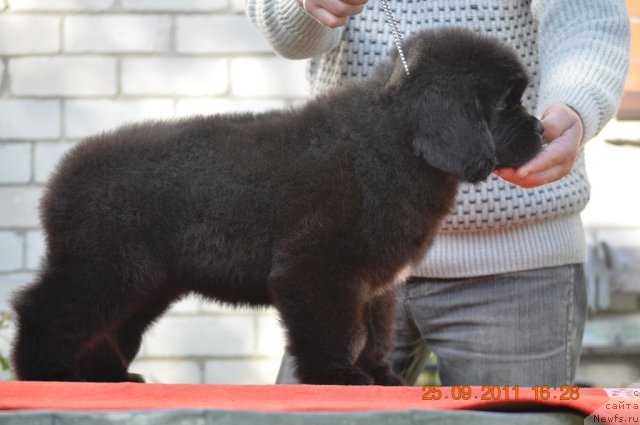 Фото: ньюфаундленд Zvezdnij Dar Afina dlja Berega Dona (Звездный Дар Афина для Берега Дона)