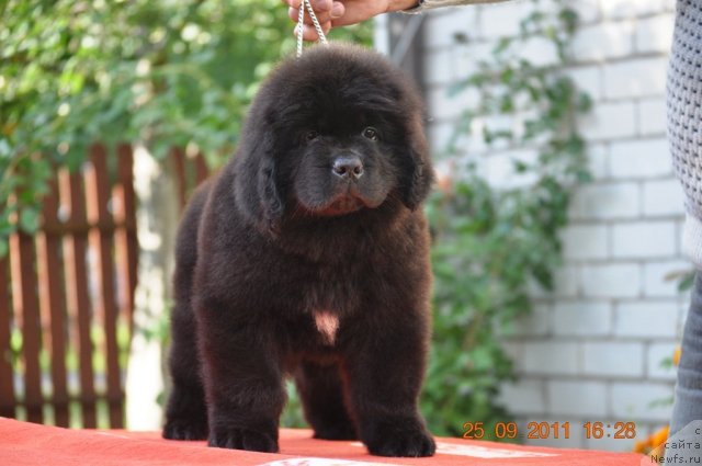 Фото: ньюфаундленд Zvezdnij Dar Afina dlja Berega Dona (Звездный Дар Афина для Берега Дона)