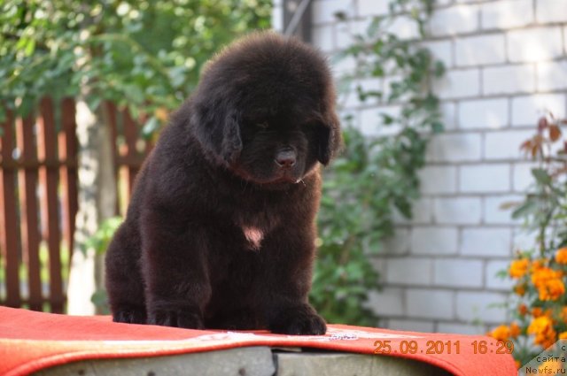 Фото: ньюфаундленд Zvezdnij Dar Afina dlja Berega Dona (Звездный Дар Афина для Берега Дона)