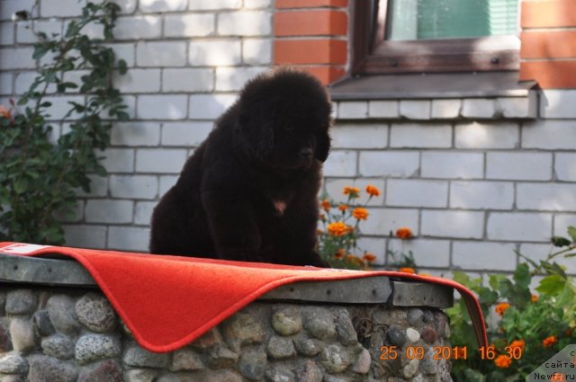 Фото: ньюфаундленд Zvezdnij Dar Afina dlja Berega Dona (Звездный Дар Афина для Берега Дона)