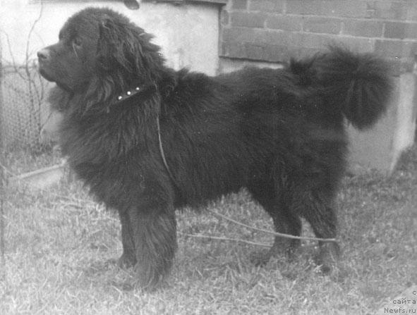 Фото: ньюфаундленд Lanch Gel Sandj (Ланч Гел Сандж)