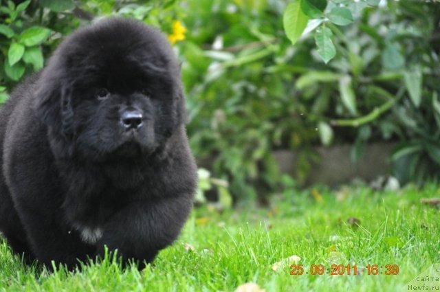 Фото: ньюфаундленд Zvezdnij Dar Afina dlja Berega Dona (Звездный Дар Афина для Берега Дона)