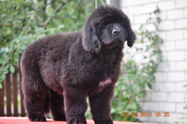 Фото: ньюфаундленд Zvezdnij Dar Afrodita (Звездный Дар Афродита)