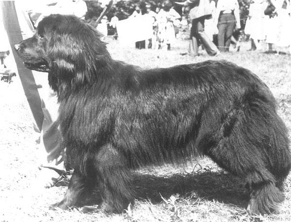 Фото: ньюфаундленд Vendeur Sibilla (Вендеур Сибилла)