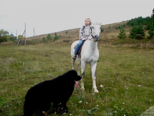 Фото: ньюфаундленд Kapitan N'yufort (Капитан Ньюфорт), Irina Verovenko (Ирина Веровенко)