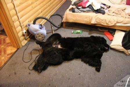 Фото: ньюфаундленд Bonni Flayt (Бонни Флайт)