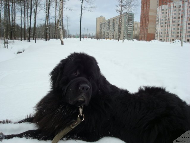 Фото: ньюфаундленд Smigar Dar Bojiy (Смигар Дар Божий)