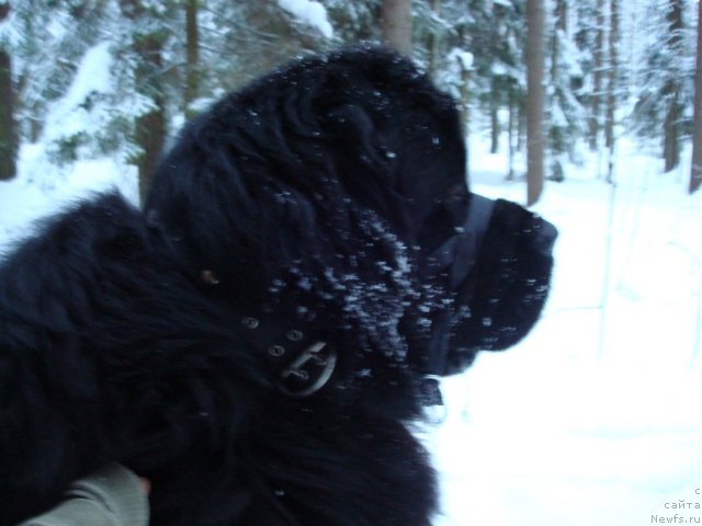 Фото: ньюфаундленд Smigar Dar Bojiy (Смигар Дар Божий)