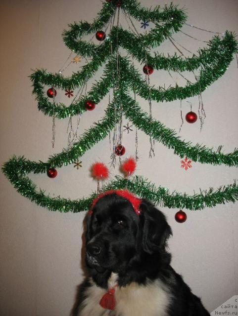 Фото: ньюфаундленд Mag Ispolin Elana (Маг Исполин Елана)