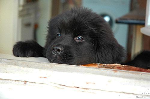 Фото: ньюфаундленд Potap Paris (Потап Парис)